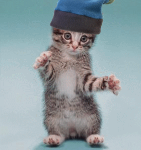 Chat ki dance trop mimi!